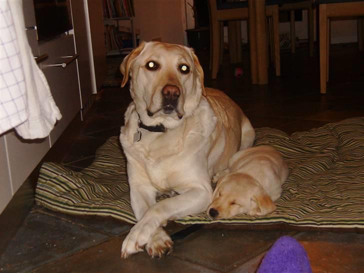 Labrador retriever Lucka - 9/1-10 . Lucka og lille Cleo :) billede 16