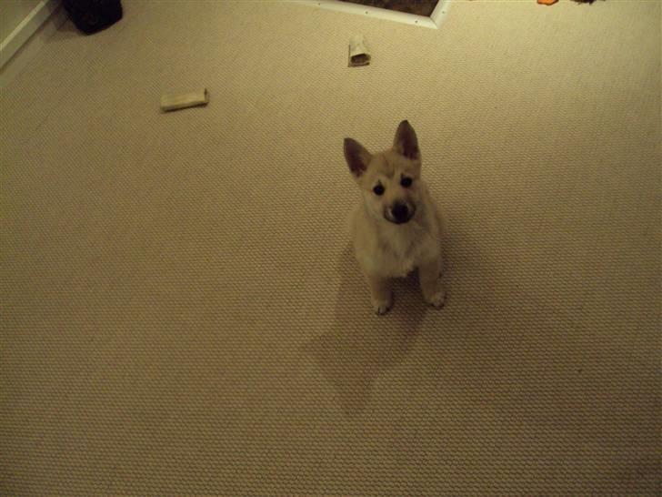 Norsk buhund tika - sidder jeg ikke fint ?? billede 9