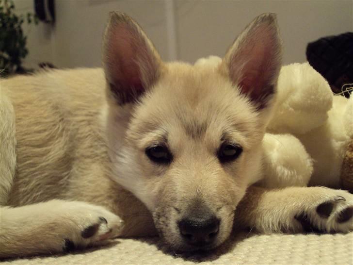 Norsk buhund tika - hvad kigger du på. billede 10