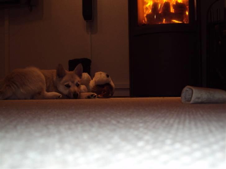 Norsk buhund tika - jeg ligger lige og slapper af hved brandeovnen billede 11