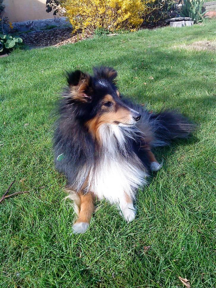 Shetland sheepdog Laminar Ventora  billede 1