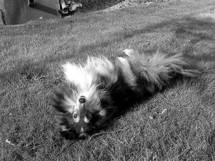 Shetland sheepdog Laminar Ventora  billede 2