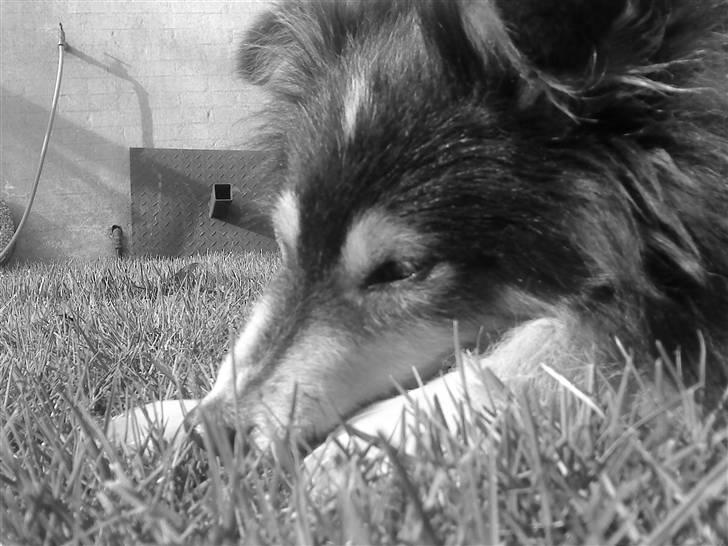 Shetland sheepdog Laminar Ventora  billede 3