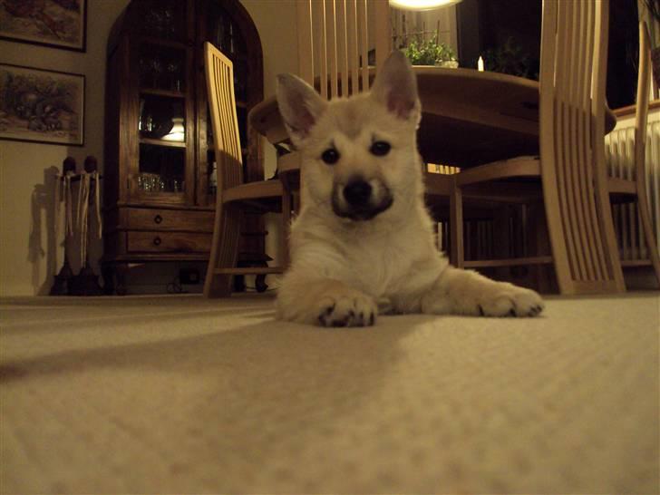 Norsk buhund tika - uha hvad sker der nu ??  billede 13