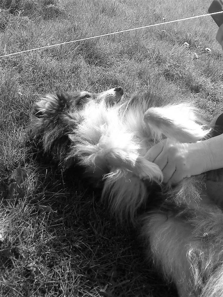 Shetland sheepdog Laminar Ventora  billede 4