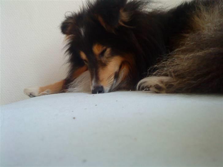 Shetland sheepdog Laminar Ventora  billede 5