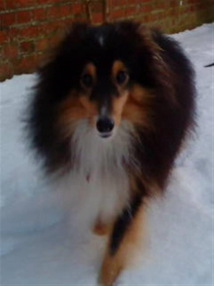 Shetland sheepdog Laminar Ventora  - Undskyld kvaliteten, jeg blev nødt til at zoome ind på det. /: billede 6