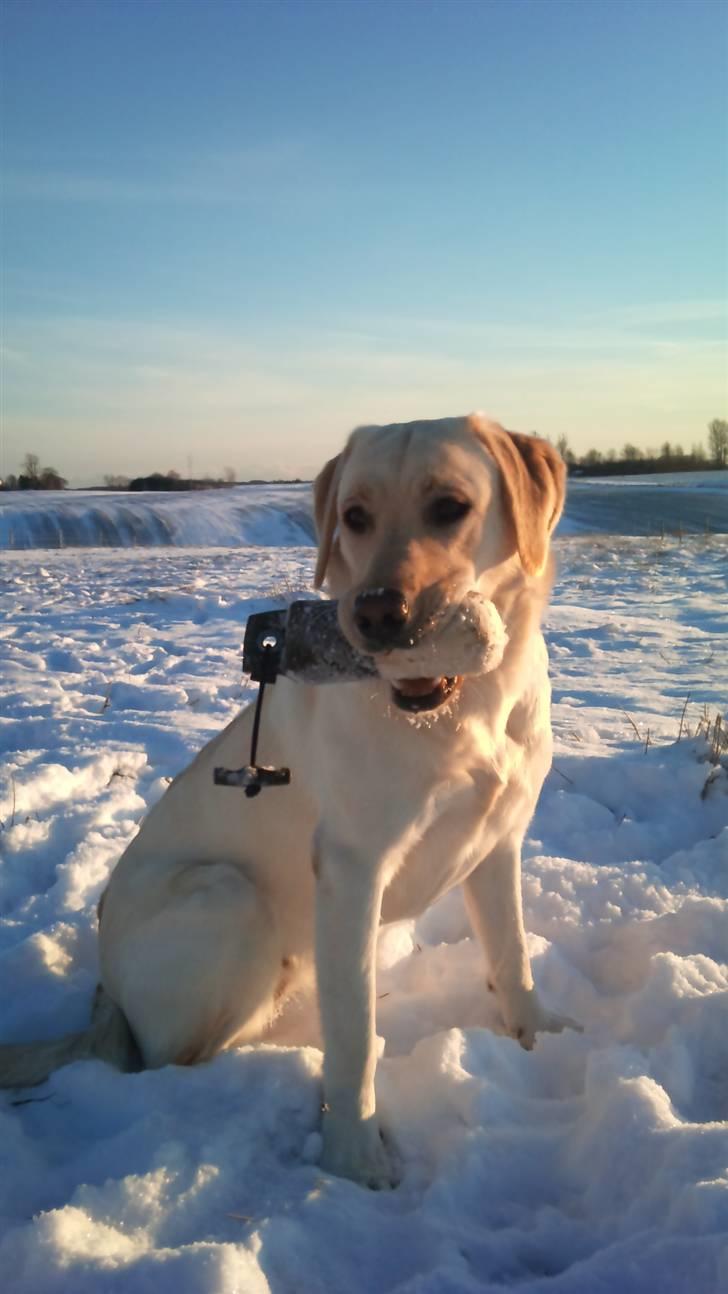 Labrador retriever Cleo - 30/11-10 . En super dejlig træningsdag ;) billede 4