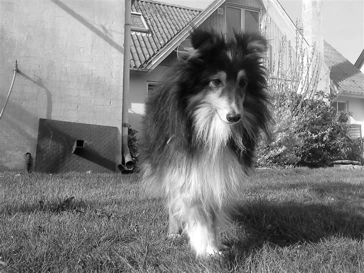 Shetland sheepdog Laminar Ventora  billede 7