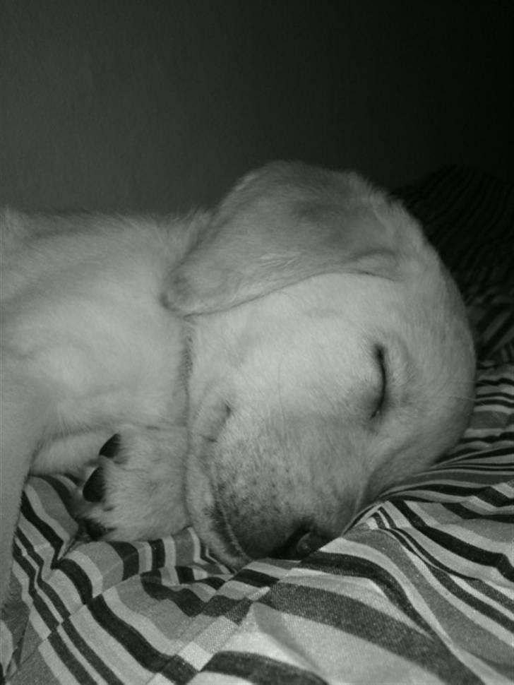 Labrador retriever Cleo - 8/1-10 . “Keep me save while I sleep” billede 5