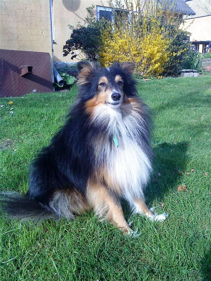 Shetland sheepdog Laminar Ventora  billede 8