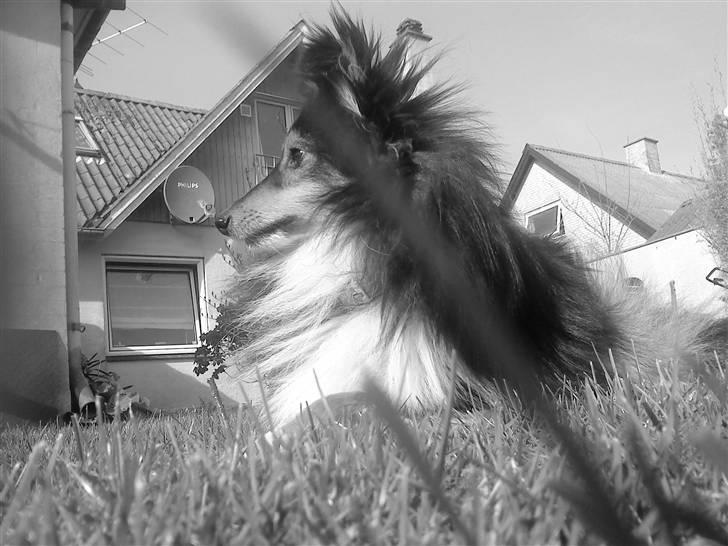 Shetland sheepdog Laminar Ventora  billede 9