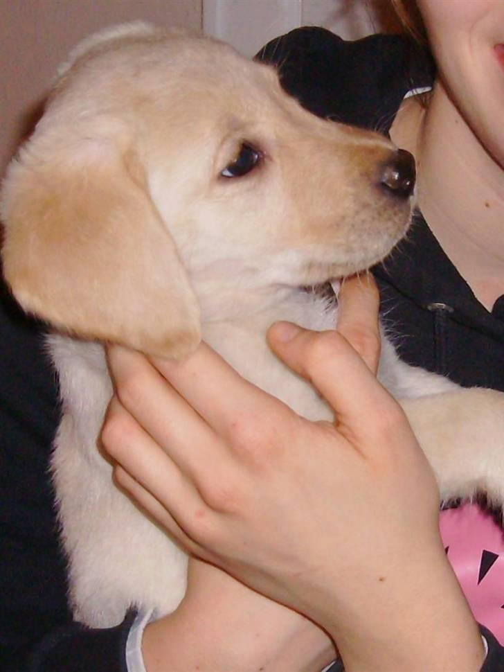 Labrador retriever Cleo - <3 billede 6