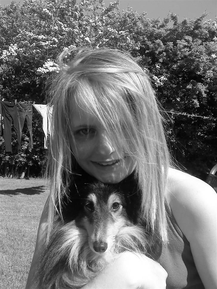 Shetland sheepdog Laminar Ventora  - Patch og lillesøster^^ billede 10