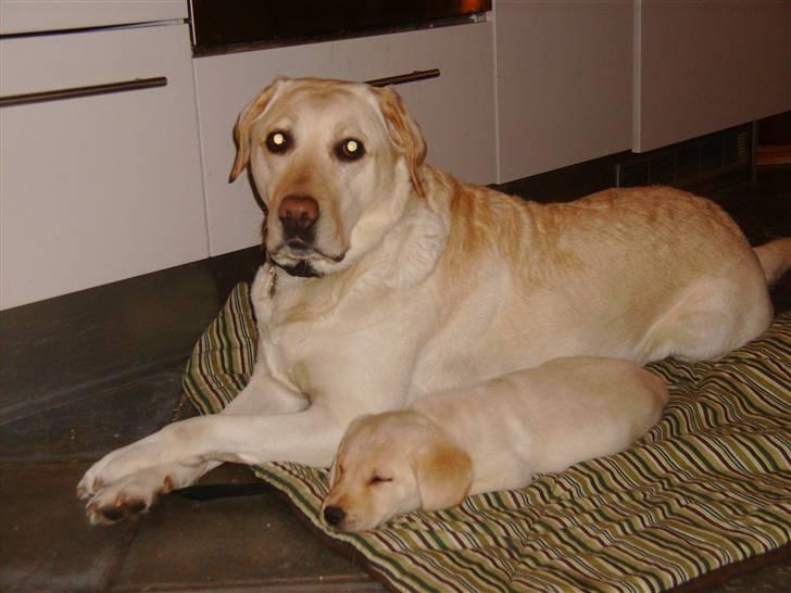 Labrador retriever Cleo - 9/1-10 . Cleo er faldet i søvn hos Lucka . billede 7