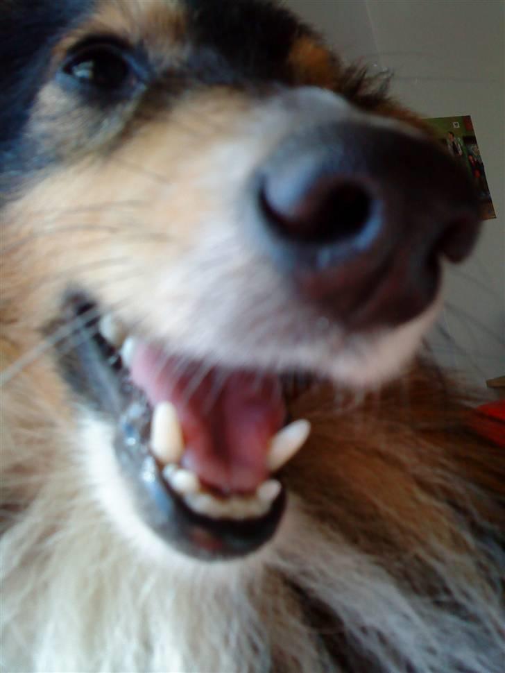 Shetland sheepdog Laminar Ventora  - Lidt uheldigt billede - men synes stadigvæk det er sødt. ^^ billede 11