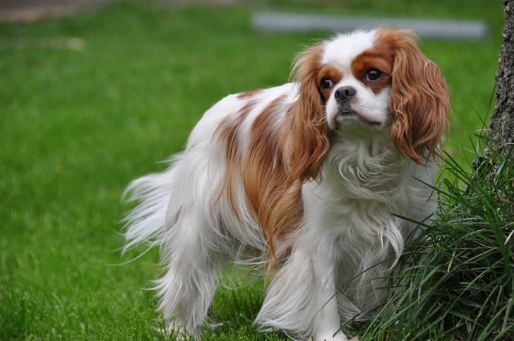 Cavalier king charles spaniel milo billede 2