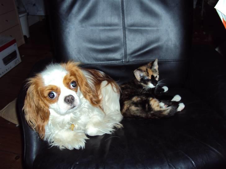 Cavalier king charles spaniel milo billede 6