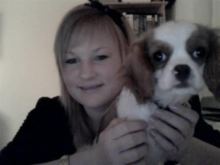 Cavalier king charles spaniel milo billede 7