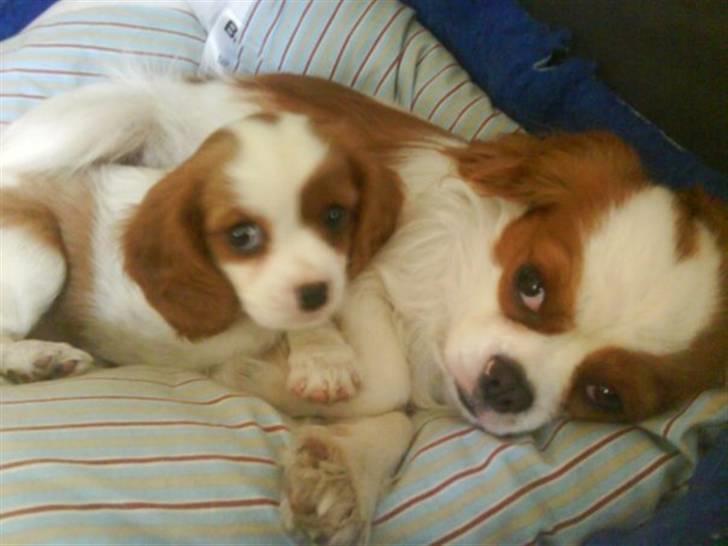 Cavalier king charles spaniel milo billede 8