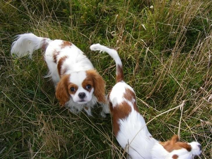 Cavalier king charles spaniel milo billede 10