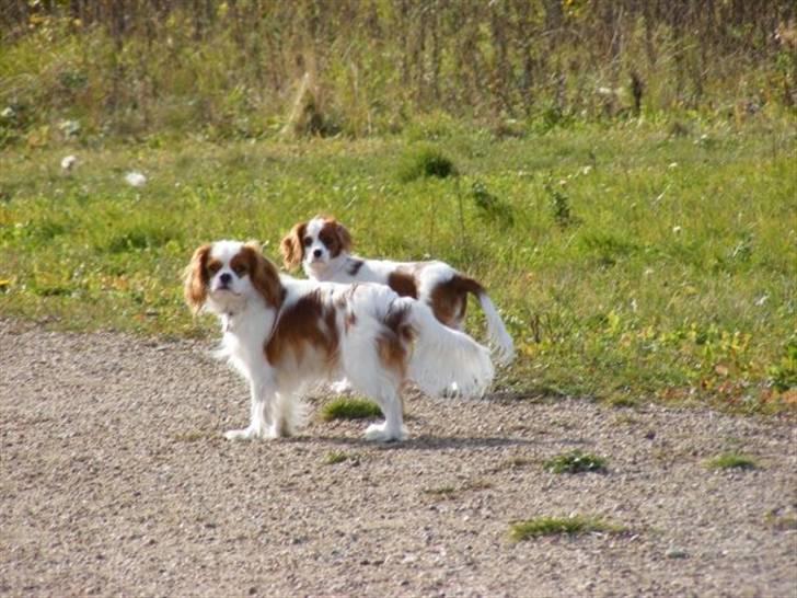 Cavalier king charles spaniel milo billede 11
