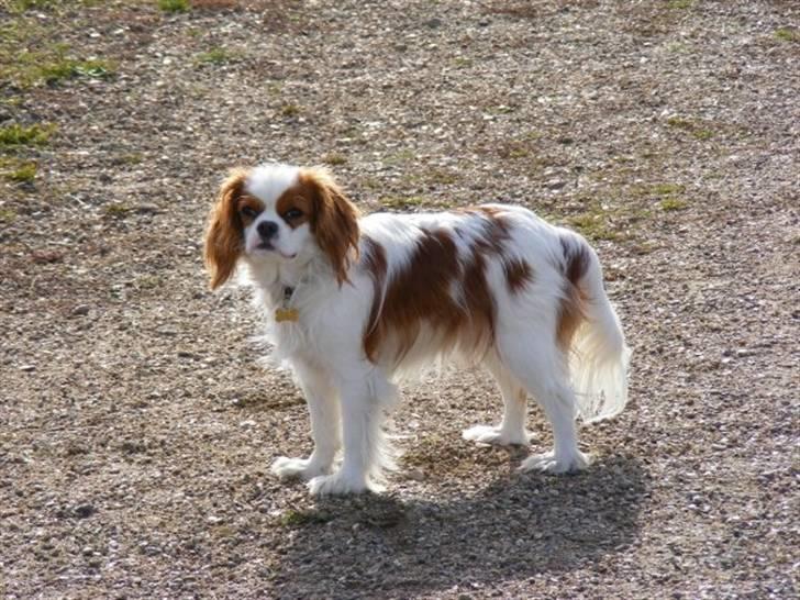Cavalier king charles spaniel milo billede 12