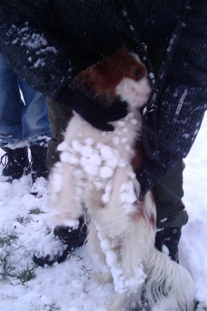 Cavalier king charles spaniel milo billede 13