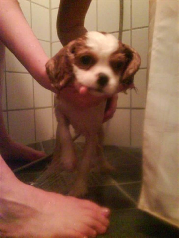 Cavalier king charles spaniel milo billede 14