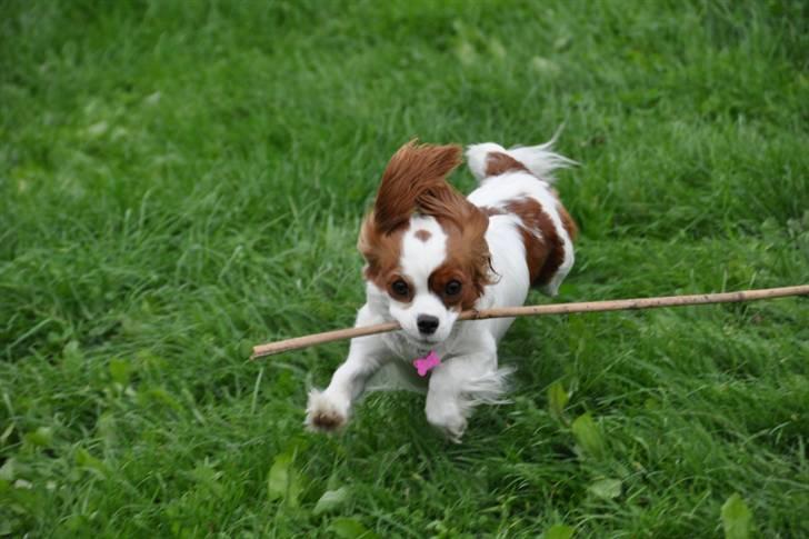 Cavalier king charles spaniel nala billede 9