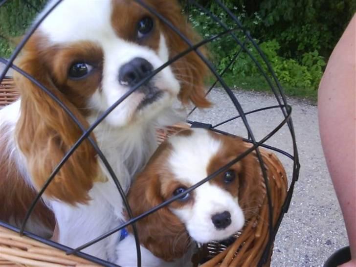 Cavalier king charles spaniel nala billede 10