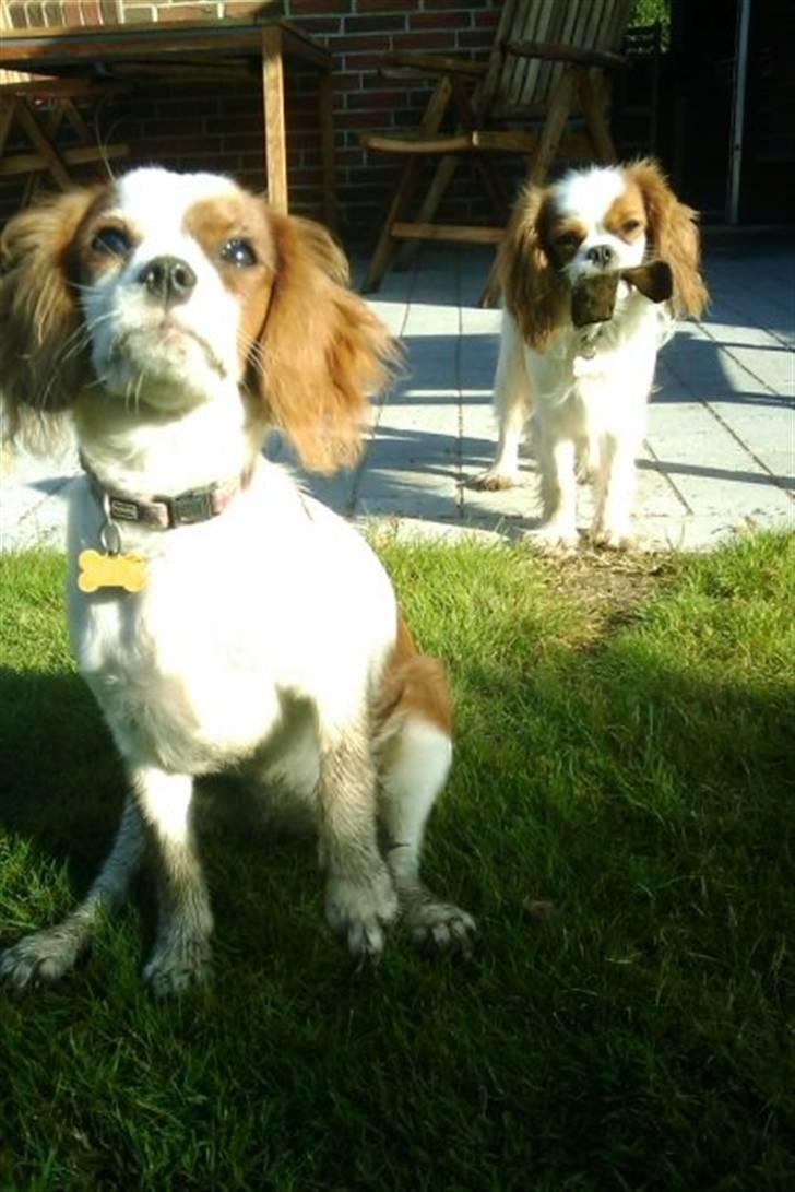 Cavalier king charles spaniel nala billede 11