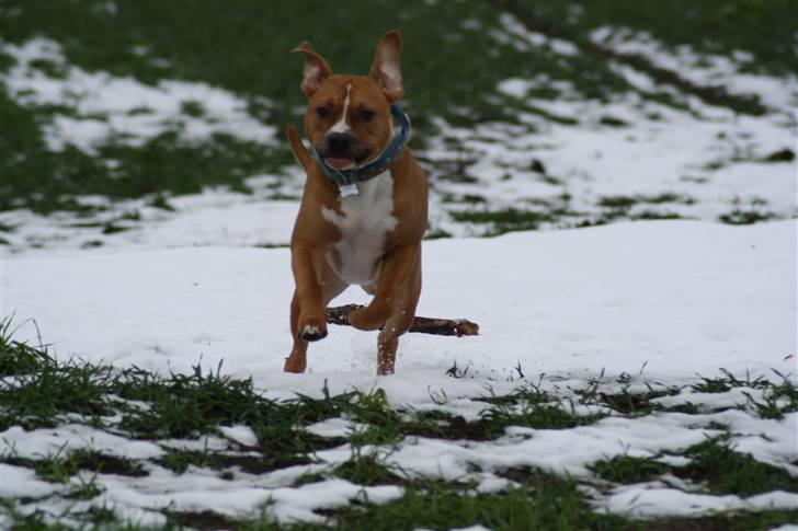Amerikansk staffordshire terrier Noah. - CR-FOTO billede 14