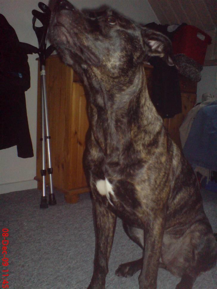 Blanding af racer Freja billede 11