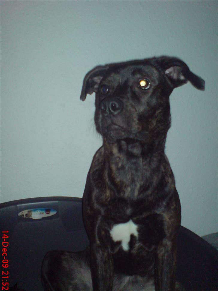 Blanding af racer Freja billede 12