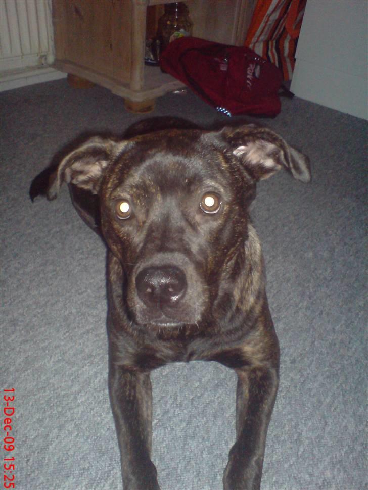 Blanding af racer Freja billede 13