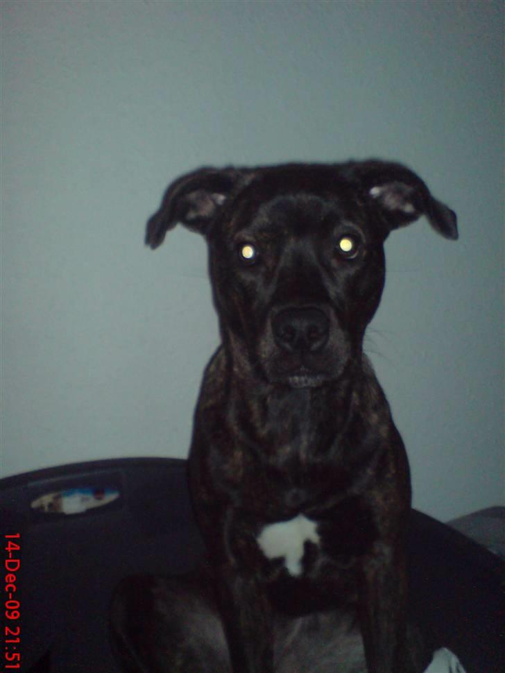 Blanding af racer Freja billede 14