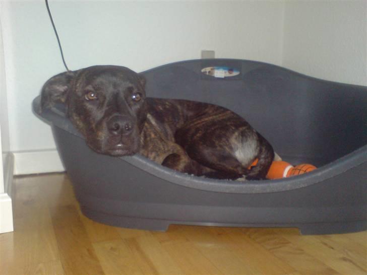 Blanding af racer Freja billede 17