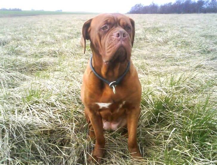 Dogue de bordeaux Bamiga vanderpatherhoek. billede 1