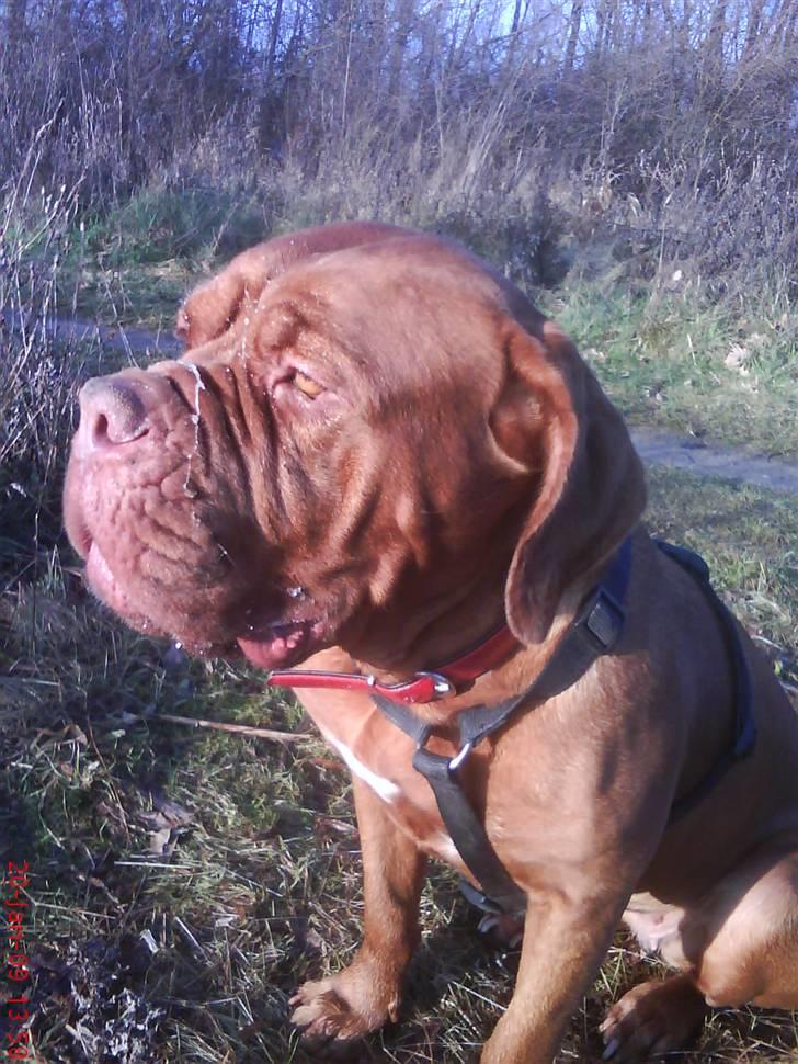 Dogue de bordeaux Bamiga vanderpatherhoek. billede 2