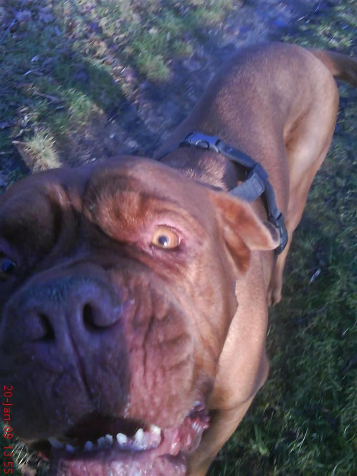 Dogue de bordeaux Bamiga vanderpatherhoek. billede 3