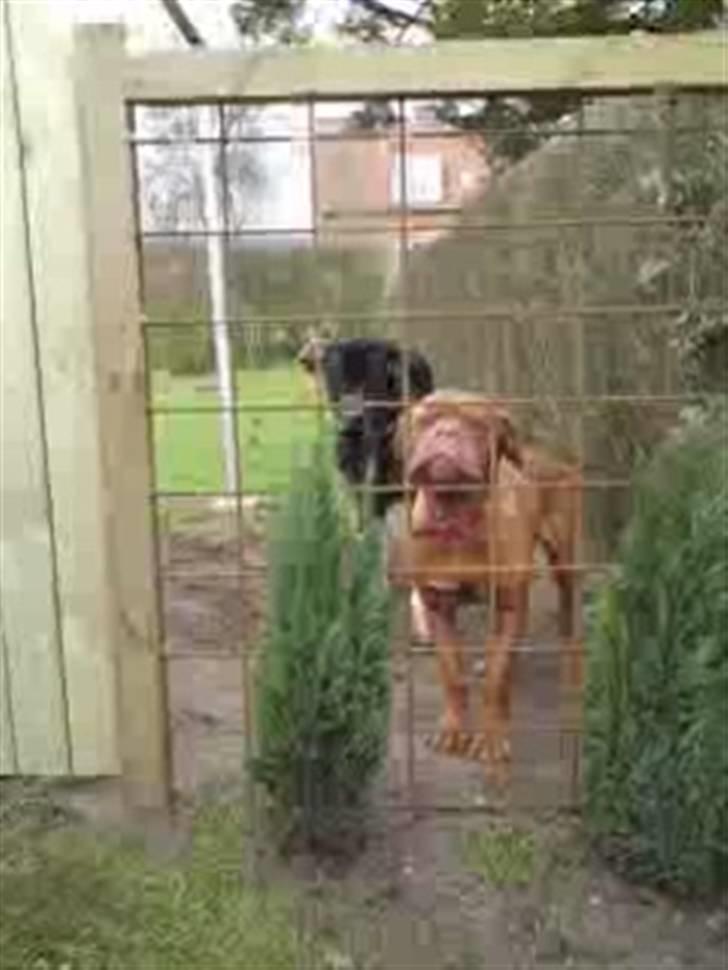 Dogue de bordeaux Bamiga vanderpatherhoek. billede 4