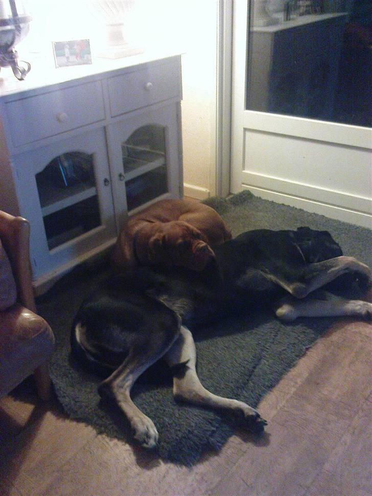 Dogue de bordeaux Bamiga vanderpatherhoek. billede 5