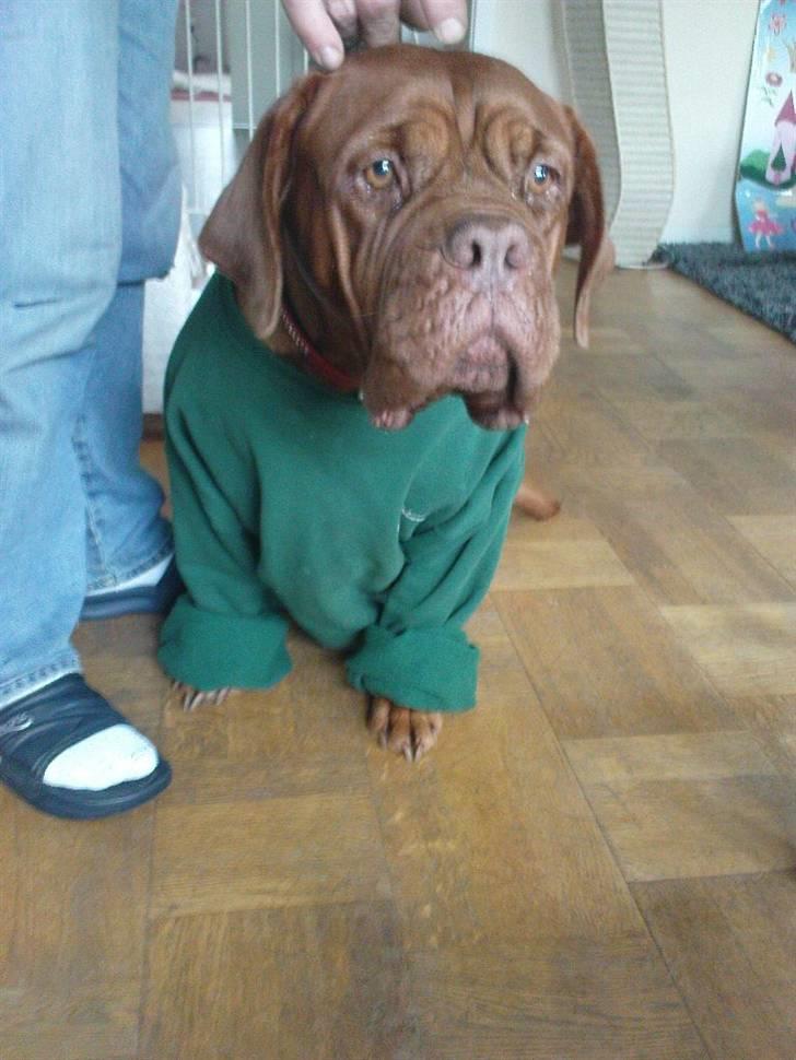 Dogue de bordeaux Bamiga vanderpatherhoek. billede 6