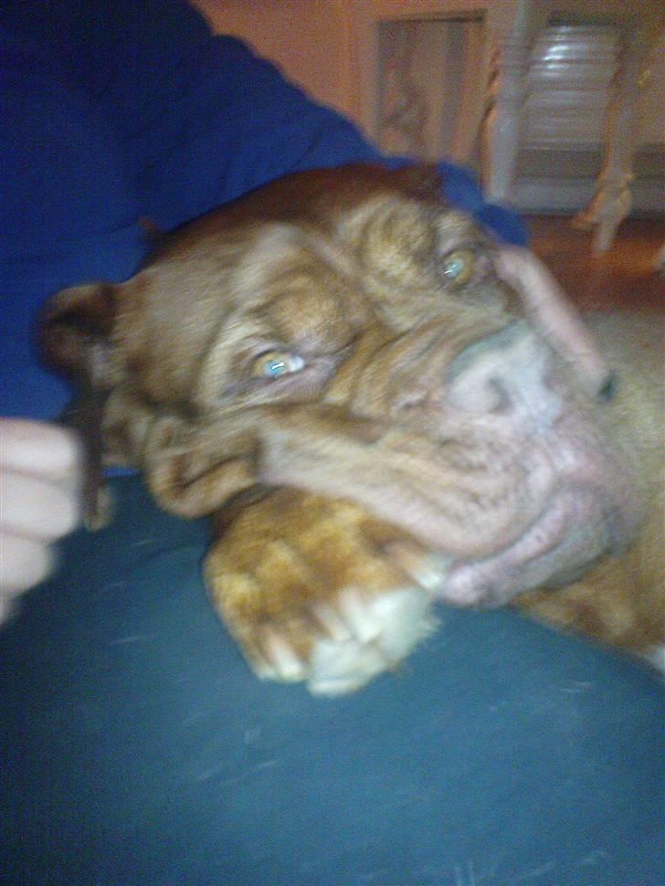 Dogue de bordeaux Bamiga vanderpatherhoek. billede 7