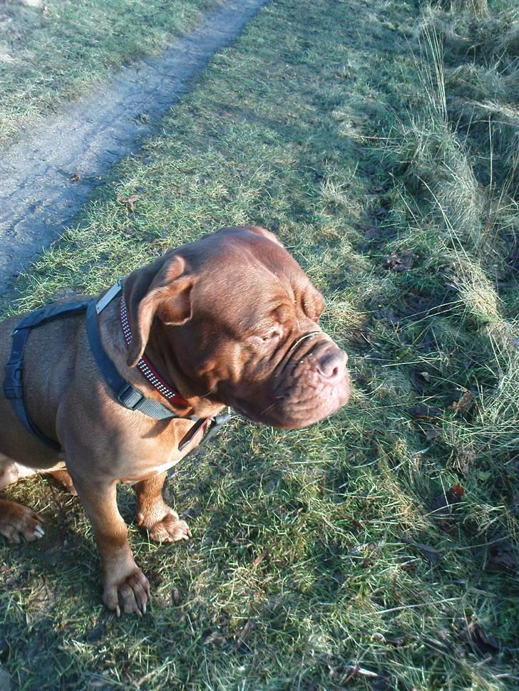 Dogue de bordeaux Bamiga vanderpatherhoek. billede 8