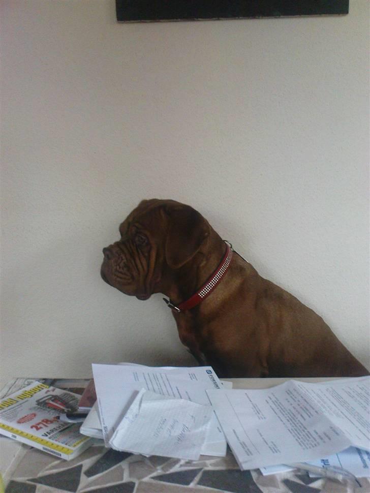 Dogue de bordeaux Bamiga vanderpatherhoek. billede 9