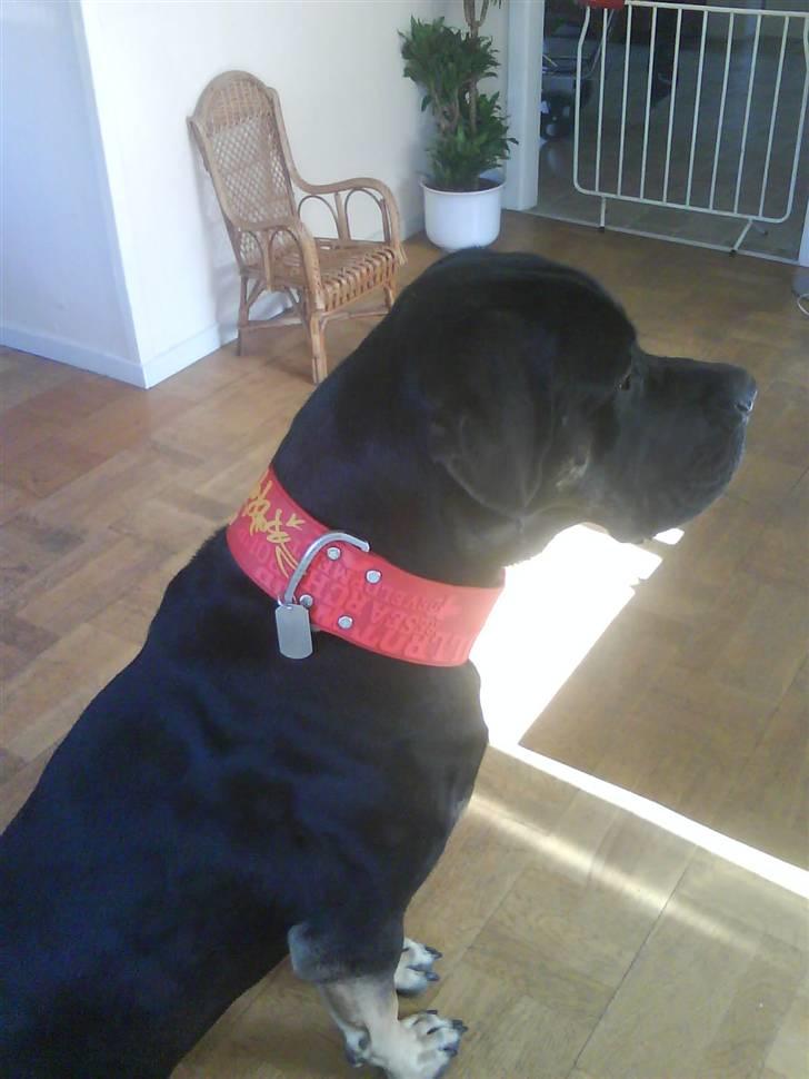 Blanding af racer Ozzy.R.I.P billede 1