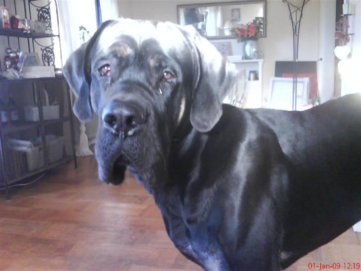 Blanding af racer Ozzy.R.I.P billede 2