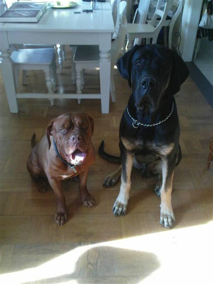 Blanding af racer Ozzy.R.I.P billede 3